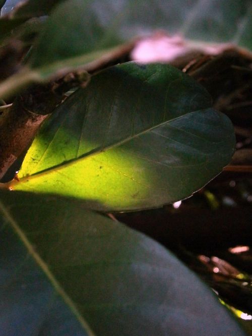 laurel leaf illuminated