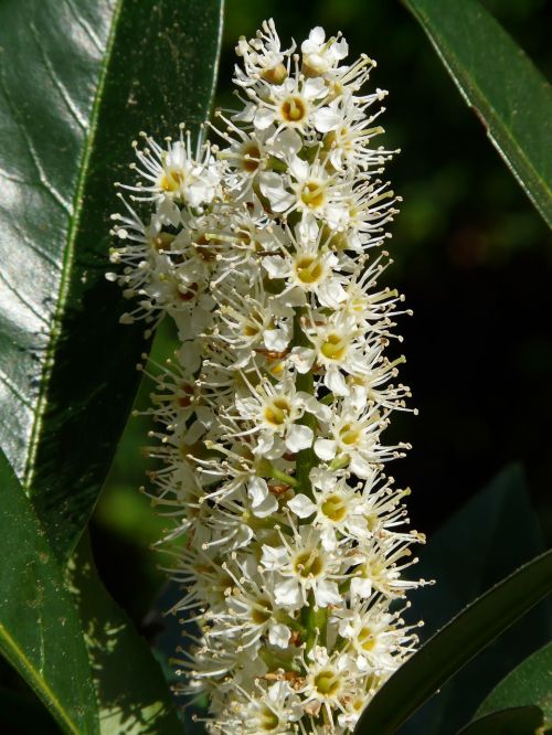 laurel blossom laurel plant