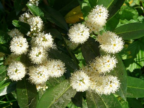 laurel blossom laurel plant