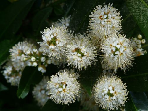 laurel blossom laurel plant