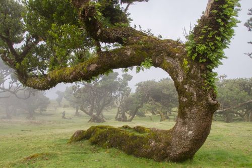 laurel forest laurel tree madeira