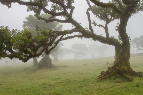 laurel forest laurel tree madeira