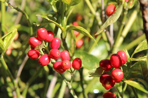 laurier  aucuba of japan  fruit