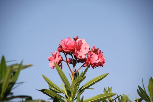 laurier rose shrub nature
