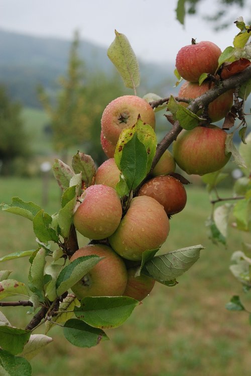 lauxenbauer  swabian apple  local places