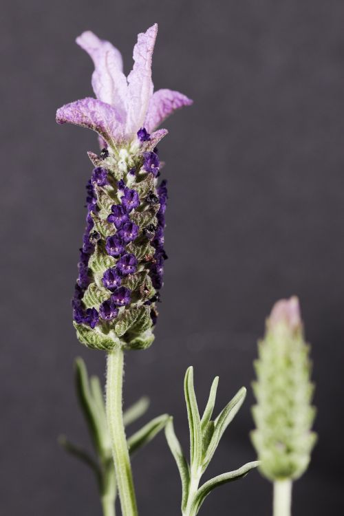 lavendar flower purple