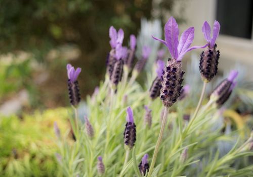 lavendar flower garden