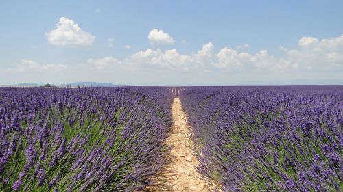 lavende flowers lavender