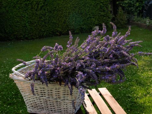 Lavender Bouquet With Basket