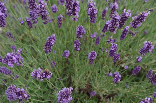 lavender flowers purple