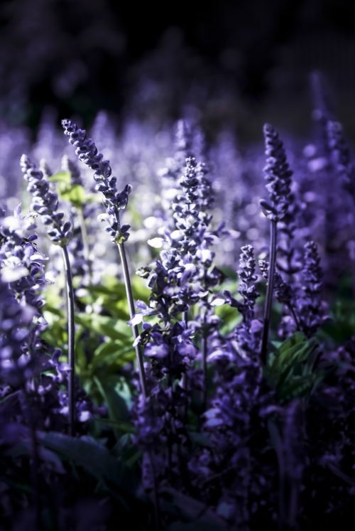 lavender nature violet