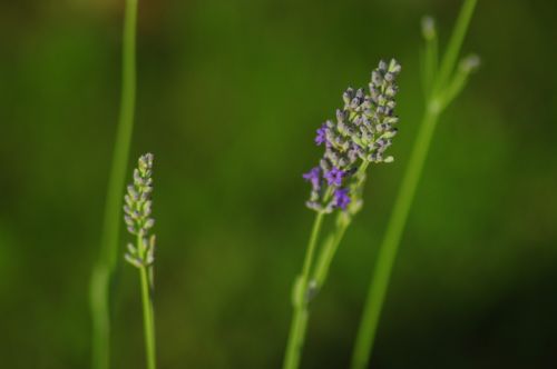 lavender plant lavender in the garden