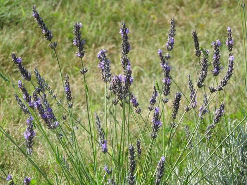 lavender herbs field