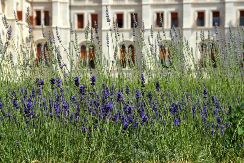 lavender blue plants
