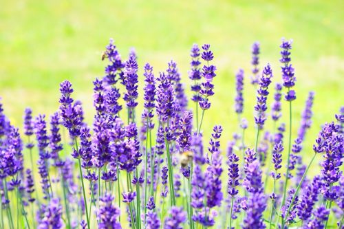 lavender flowers purple