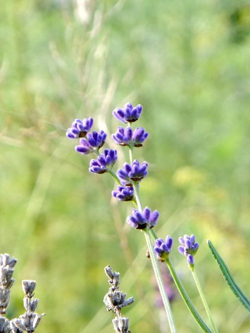 lavender flower purple