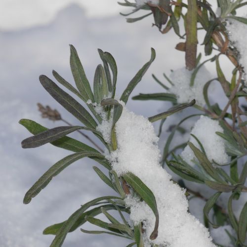 lavender snow winter