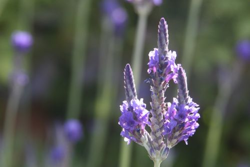 lavender flower purple