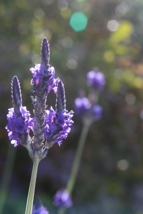 lavender flower closeup
