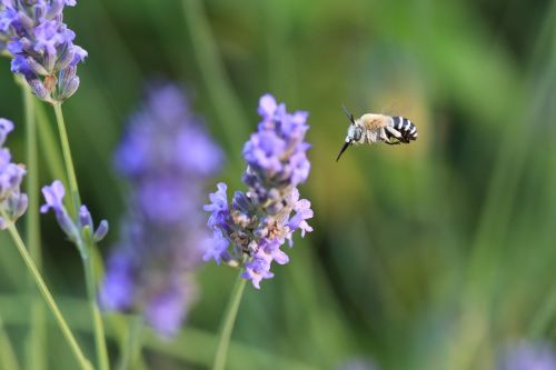 lavender bee flower