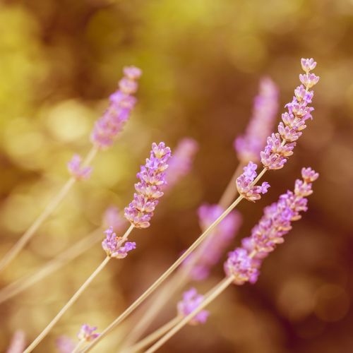 lavender flower plant
