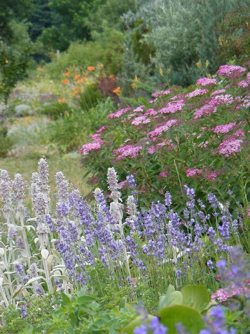 lavender bunny ear summer flowers
