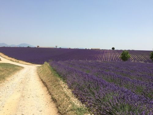 lavender drive nature