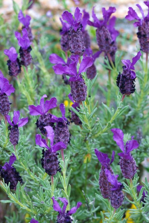 lavender flower nature