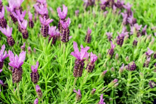 lavender flowers purple