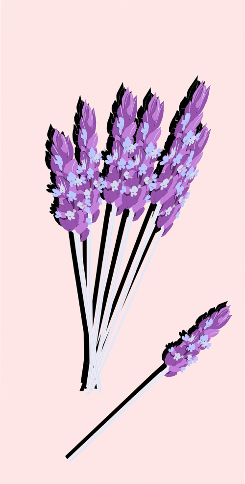 lavender flower plant