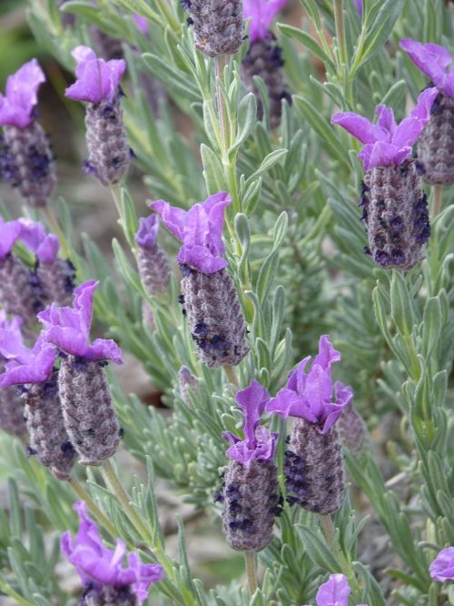 lavender lavandula officinalis aromatic plants