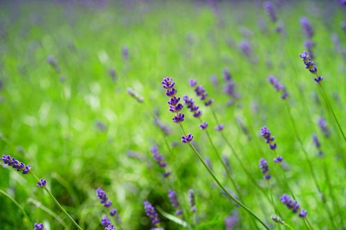 lavender lavender field flowers