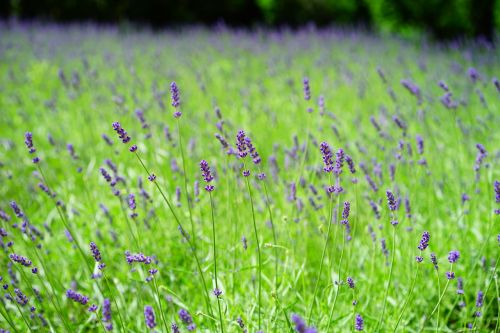 lavender lavender field flowers