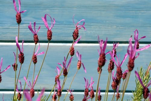 lavender flowers provence
