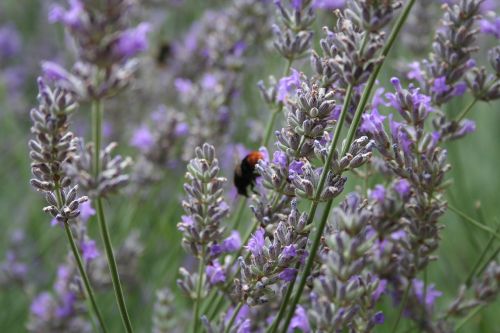 lavender insect fragrance