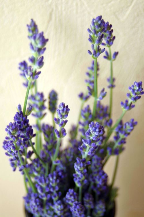 lavender flowers purple flower