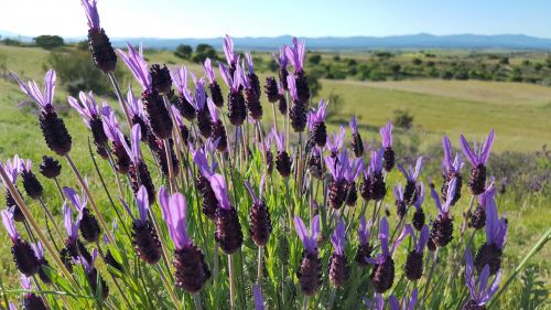 lavender field landscape