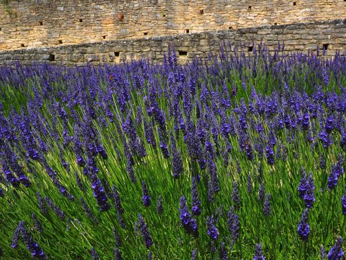 lavender flowers blue