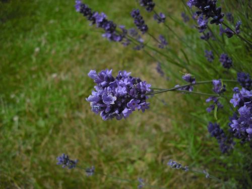 lavender flowers blossom