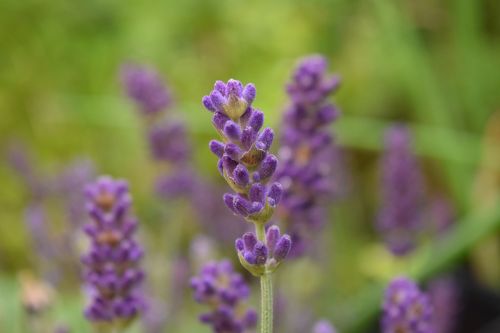 lavender close background