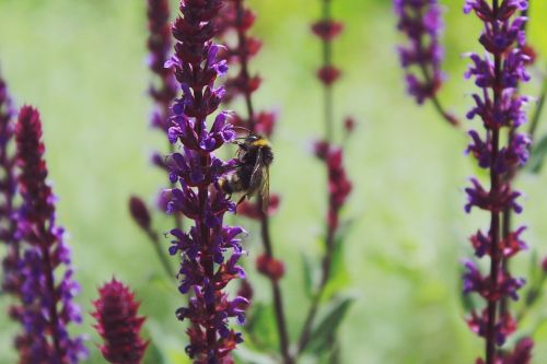 lavender hummel insect