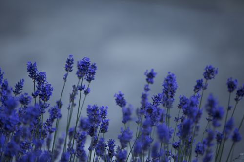 Lavender