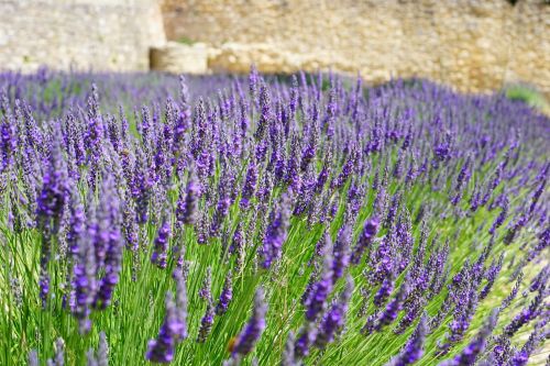 lavender flowers blue