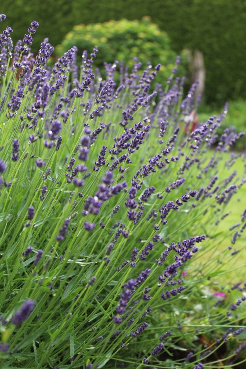 lavender flower blossom