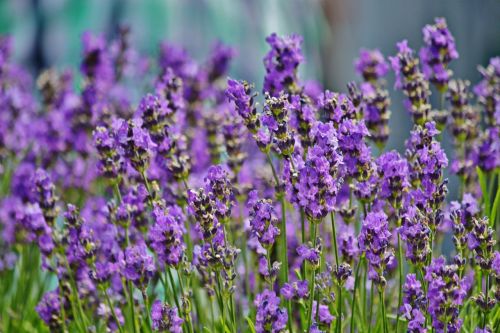 lavender lavender field blossom