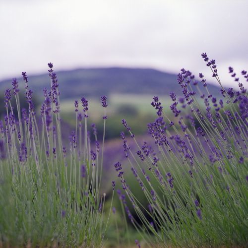 lavender nature summer