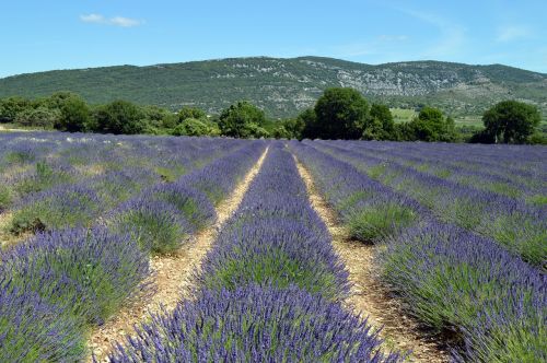 lavender landscape france
