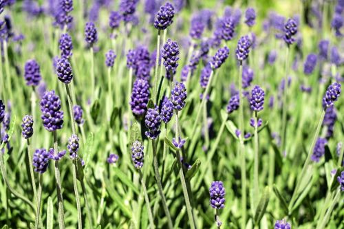 lavender flowers bloom