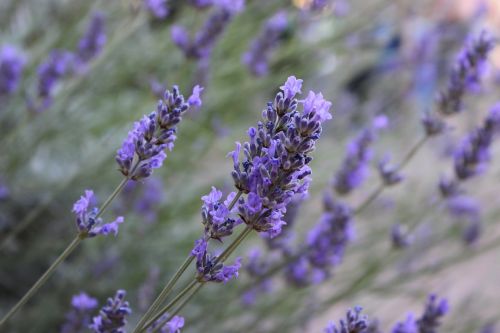 lavender flower violet