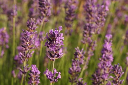 lavender flowers nature